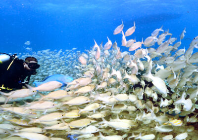 Advanced Diver Chris found a school of fishes on the Benwood wreck