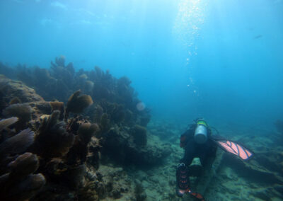 Exploring the Molasses reef