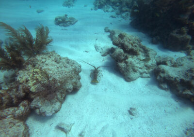 Lobster on the Molasses Reef