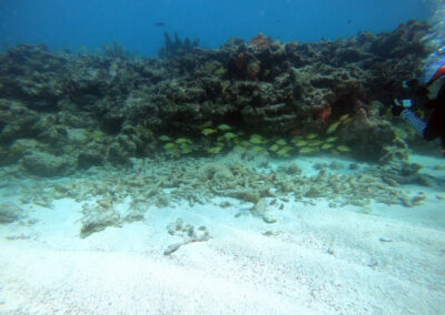 Molasses Reef