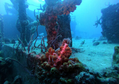 Corals along the top deck of USS Spiegel Grove