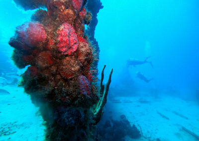 Corals at the USS Spiegel Grove Column