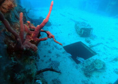 Corals at the USS Spiegel Grove along the wall