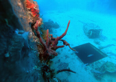 Corals at the USS Spiegel Grove