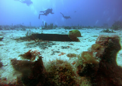 Sea life at the wreck